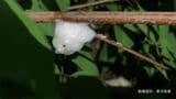 【アワフキムシ】草の茎や葉の付け根に "白い泡の塊" その中に「小さくて黒いムシ」が住んでいる!?【謎にみちた生態】 | 岡山・香川のニュース | 天気 | RSK山陽放送