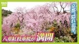 【桜満開】八重の紅枝垂桜が満開　京都の隠れた名所「原谷苑」　20種類の桜・季節の花約1000本が咲き乱れるカラフルな景色【写真記事】|TBS NEWS DIG
