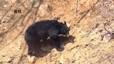 【速報】親子グマか、2頭に襲われ横浜市の男性けが 散策中やぶから突然クマ 付近では7月にも被害 福島【クマ出没】 | 福島のニュース│TUF
