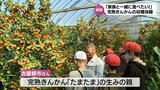 串間市の特産「完熟きんかん」 地元の小学生が収穫体験 | MRTニュース | MRT宮崎放送
