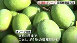 「過去最高の量が穫れるのでは…」広島県江田島市でオリーブ収穫始まる　過去最高約15トンの収穫見込む|TBS NEWS DIG