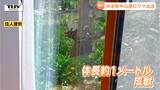 「67年住んでいて初めて」河北町中心部にクマ出没で大きな騒ぎに 市街地での目撃件数は過去最多 クマ騒動振り返る(山形) | 山形のニュース│TUYテレビユー山形