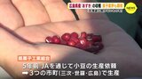 広島県産「あずき」の収穫　菓子メーカーが生産依頼「北海道に負けないものを」 　|　RCC NEWS | 広島ニュース | RCC中国放送