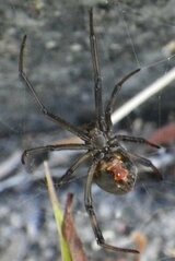 広島市でセアカゴケグモを発見　南区の大州学区集会所　|TBS NEWS DIG