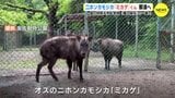 二ホンカモシカ「ミカゲ」くん 那須へ　国の特別天然記念物「種の保存」の一環で　|　RCC NEWS | 広島ニュース | RCC中国放送