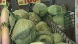 野菜価格値上がり続く「キャベツ」平年の2倍以上に 農水省|TBS NEWS DIG