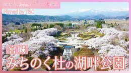 みちのく杜の湖畔公園【JNN sakuraドローンDIG 2024】|TBS NEWS DIG