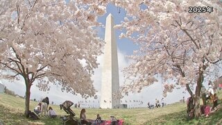ワシントンDCの桜 3月末に見頃へ　米建国250周年で日本から250本の桜を寄贈| TBS CROSS DIG with Bloomberg
