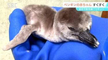 すくすく育つ！フンボルトペンギンの赤ちゃん誕生 あと1か月ほどで巣の