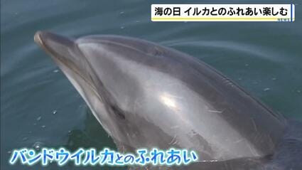 目の前でイルカが豪快にジャンプ！ふれあい体験も「つるつるしてて