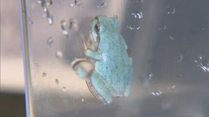 相次ぐサラダ類への「カエル」混入…なぜ？ 「カエルは今の時期、1年で