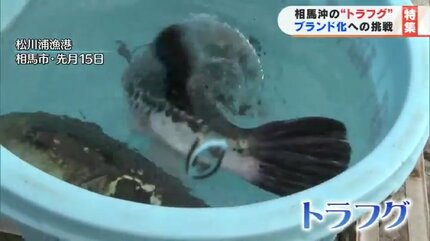 目指せ「西の下関、東の相馬」新たな常磐もの、トラフグをブランド化