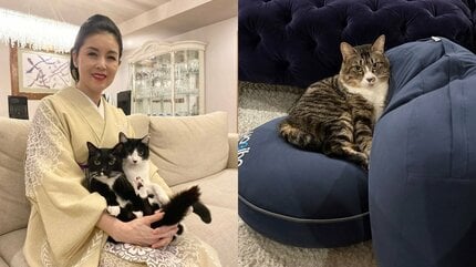 ねこ 】藤あや子さんの保護猫「じゃこ天」 3か月で「もうベテラン家猫