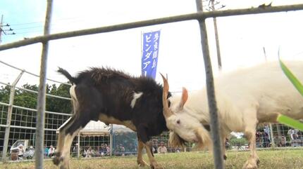 ゴツーン」と豪快にツノをぶつけるのは…山羊 多良間島で「ピンダアース
