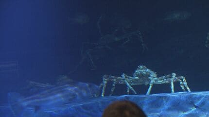 竹島水族館 リニューアルから半年…どうなった？タカアシガニの