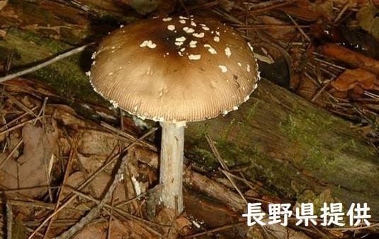 職場の敷地に生えていたキノコを食べて食中毒に…カラカサタケと間違えてテングタケ食べたか…　80代男性がけいれんや意識混濁、家族から救助要請　|　SBC NEWS | 長野のニュース | SBC信越放送