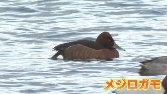 【富山】国内では珍しい「メジロガモ」が飛来…7時間待ちで撮影成功　クリクリとした白い目が愛らしい、県内3例目の貴重な姿　|　富山のニュース｜天気・防災｜チューリップテレビ