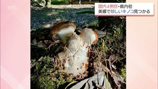 国内4例目　美郷町で発見「ブンゴツボマツタケ」はどんなキノコ?|TBS NEWS DIG