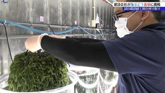 海ぶどう養殖に挑戦の建設会社が初刈り取り　岩手・大船渡市|TBS NEWS DIG
