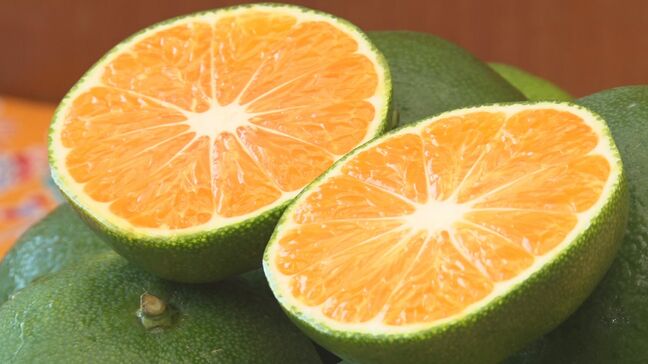 「日本一早い温州みかん」の出荷が始まる　名護市|TBS NEWS DIG