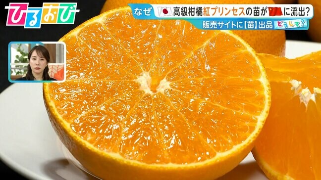 “ゼリーのような食感”『紅プリンセス』の苗木が中国に流出?愛媛の農家「かなりの脅威」国産ブランド果物を守るには【ひるおび】|TBS NEWS DIG