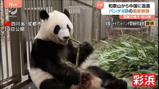 和歌山から返還されたパンダ4頭の最新映像公開　アドベンチャーワールドから中国・四川省へ　「“良浜”一家隔離日誌」|TBS NEWS DIG