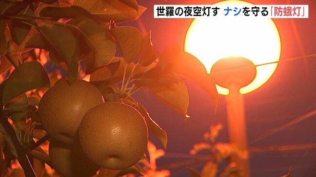 世羅の夜空を灯す幻想的なあかり 害虫からナシを守る「防蛾灯」 9月いっぱい夜間の点灯続く 広島県世羅町|TBS NEWS DIG
