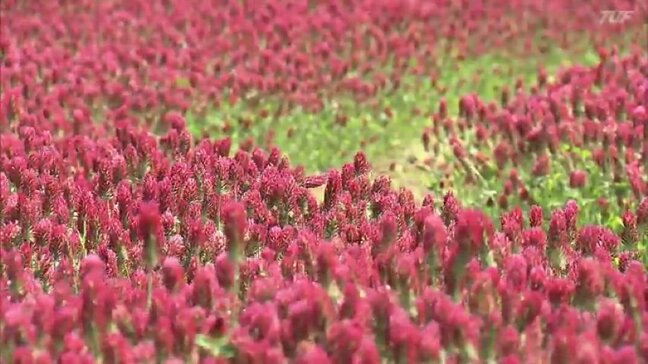原発事故からの“復興の象徴”　深紅の花、クリムゾンクローバー見頃　福島・葛尾村|TBS NEWS DIG