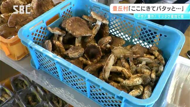 豊作?不作?信州のマツタケ事情 産地によって差!? 猛暑に、残暑に、少雨が影響…青木村「記録的な不作」 豊丘村「バタッと止まった」 松本「マツタケ入りとうじそばが連日大盛況」|TBS NEWS DIG