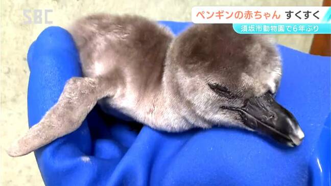 すくすく育つ！フンボルトペンギンの赤ちゃん誕生　あと1か月ほどで巣の外に　長野・須坂市動物園|TBS NEWS DIG