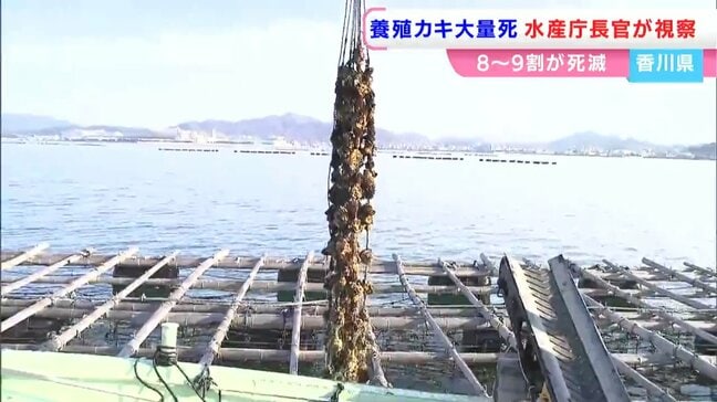 養殖カキの大量死 水産庁の藤田仁司長官らが香川県の産地を視察 「日本周辺の海が変化している」|TBS NEWS DIG