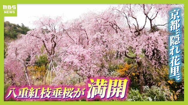 【桜満開】八重の紅枝垂桜が満開 京都の隠れた名所「原谷苑」 20種類の桜・季節の花約1000本が咲き乱れるカラフルな景色【写真記事】|TBS NEWS DIG