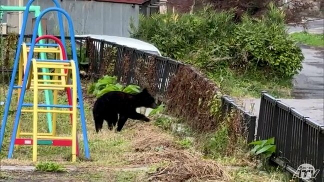 「驚きと恐怖と早く伝えなきゃと…」保育園の園庭に『クマ』　21日まで3日連続・計5件のクマの目撃情報あった青森市細越地区　23日には近くでメスのクマ1頭が駆除|TBS NEWS DIG