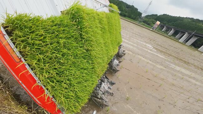 宇宙米の栽培スタート　新ブランド米「くす天空の輝き」の苗植え　大分・玖珠町|TBS NEWS DIG