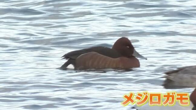 【富山】国内では珍しい「メジロガモ」が飛来…7時間待ちで撮影成功 クリクリとした白い目が愛らしい、県内3例目の貴重な姿|TBS NEWS DIG