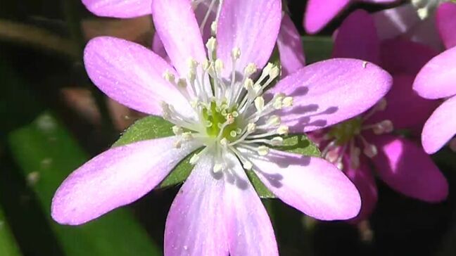 新見市の“満奇洞”入り口で雪割草が観光客をお出迎え　かれんな花がいっせいに今年も【岡山】|TBS NEWS DIG