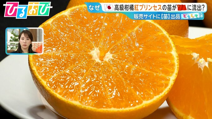 “ゼリーのような食感”『紅プリンセス』の苗木が中国に流出？愛媛の農家「かなりの脅威」国産ブランド果物を守るには【ひるおび】|TBS NEWS DIG