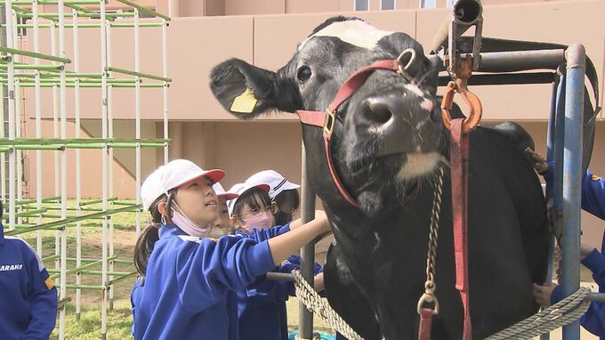 「ウシさんがいてくれるから…」子どもたちが乳しぼり体験、バター作って味わう　福島・楢葉町|TBS NEWS DIG