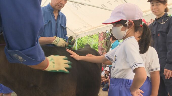 「０歳なのにあんなにでかい」「温かくてふわふわ」小学生が畜産体験　山口県宇部市　|　山口のニュース・天気・防災｜tys NEWS｜ｔｙｓテレビ山口