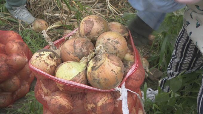 「丸ごとスープで食べたい！」旬のタマネギ収穫体験は「袋の口が閉められればOK」１０キロ１５００円で直売も　長野県安曇野市　|　SBC NEWS | 長野のニュース | SBC信越放送