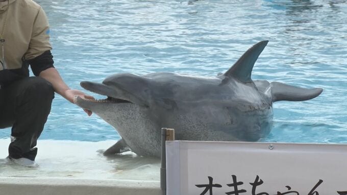 「オキちゃん」天国へ…　沖縄の海洋博公園・美ら海水族館のアイドル　“勤続50年” のミナミバンドウイルカ|TBS NEWS DIG