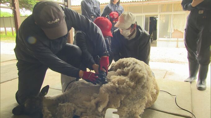 夏を前にヒツジも衣替え　農業高校で生徒たちが毛刈りに挑戦　|TBS NEWS DIG