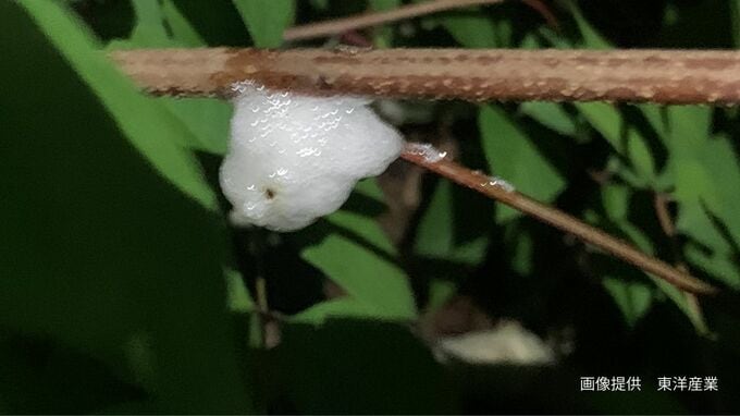 【アワフキムシ】草の茎や葉の付け根に "白い泡の塊"  その中に「小さくて黒いムシ」が住んでいる！？【謎にみちた生態】|TBS NEWS DIG