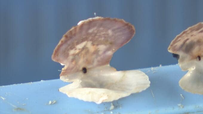 猛暑で養殖ホタテ大量死　陸奥湾の稚貝は平均52.5％へい死　漁協別のへい死率も掲載|TBS NEWS DIG