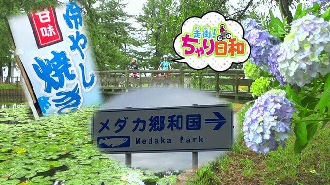 国道7号環状道路沿いにある【メダカ郷和国】ってどんな国!?アジサイの見頃スポットを駆け抜けたどり着いた不思議な場所～青森県で自転車の旅～|TBS NEWS DIG
