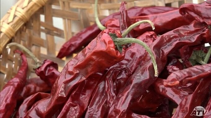 「あちらこちらから問い合わせ沢山ございます」辛さのなかに深い旨味　人気の在来種のトウガラシ「清水森ナンバ」の豊作祈願祭　|　青森のニュース│ATV NEWS│青森テレビ