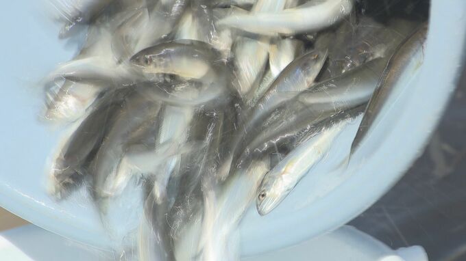 「楽しかった！大きくなって帰ってきて」園児がアユの稚魚放流　|　山口のニュース・天気・防災｜tys NEWS｜ｔｙｓテレビ山口