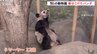 アメリカのジャイアントパンダが衰弱　中国市民からは心配の声|TBS NEWS DIG