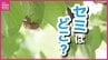 「人間の思い込みですね…」夏本番なのに“セミの大合唱”が聞こえない　暑さのせいかと思いきや　アブラゼミの鳴き始めは「7月10日」　専門家は「あと１週間でにぎやかに」　|　RCC NEWS | 広島ニュース | RCC中国放送