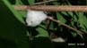 【アワフキムシ】草の茎や葉の付け根に "白い泡の塊"  その中に「小さくて黒いムシ」が住んでいる！？【謎にみちた生態】　|　岡山・香川のニュース | 天気 | RSK山陽放送